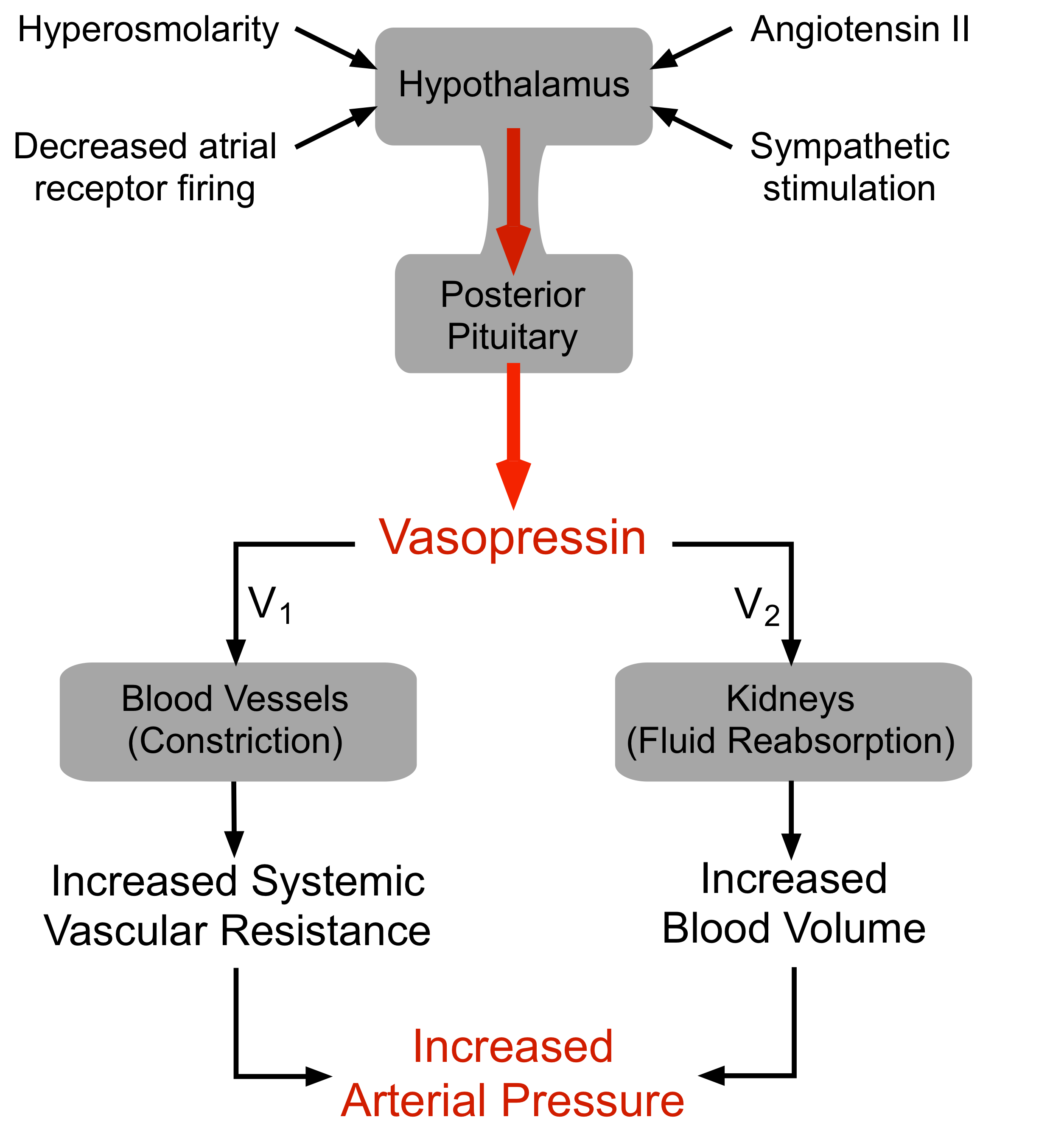 vasopressin regulation of arterial pressure